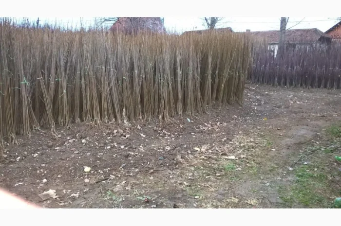 Фруктовые саженцы, виноградные саженцы для виноградников- фото № 15