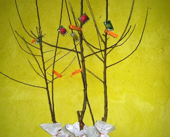 Фруктовые саженцы, виноградные саженцы для виноградников- фото № 14