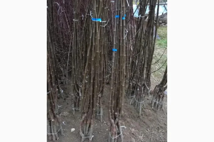 Фруктовые саженцы, виноградные саженцы для виноградников- фото № 13