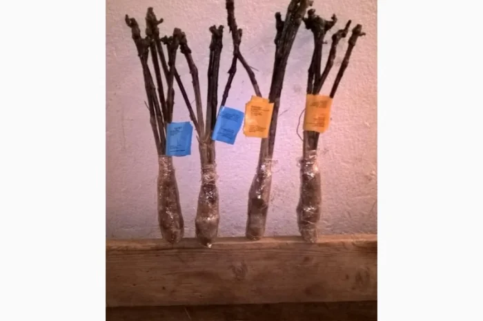 Фруктовые саженцы, виноградные саженцы для виноградников- фото № 12