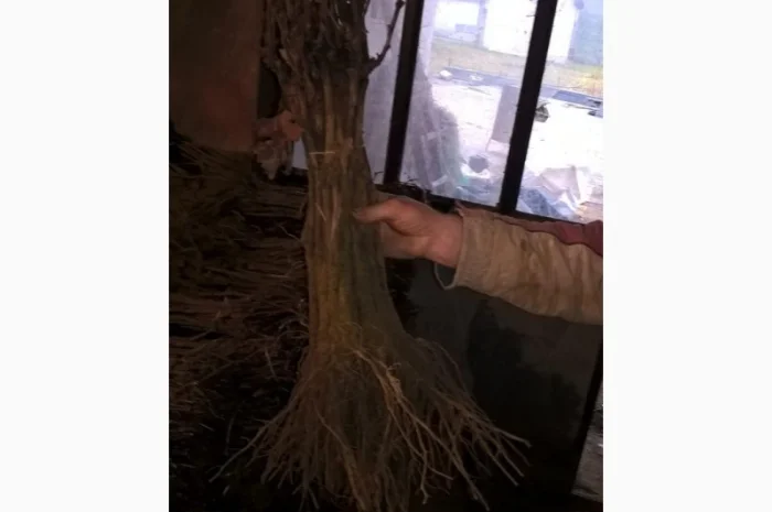 Фруктовые саженцы, виноградные саженцы для виноградников- фото № 11