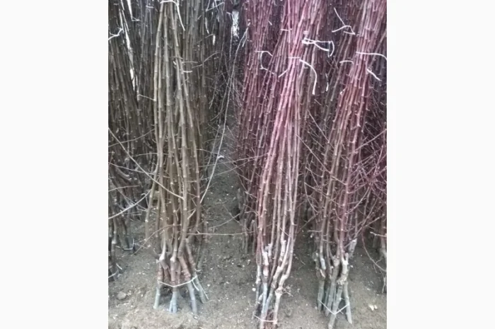 Фруктовые саженцы, виноградные саженцы для виноградников- фото № 2