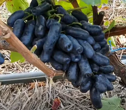 Саженцы столового и винного винограда с хорошими корнями- фото № 1