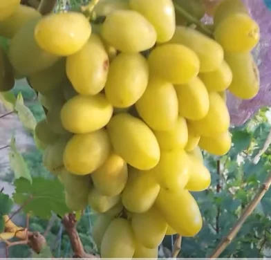 Саженцы столового и винного винограда с хорошими корнями- фото № 3