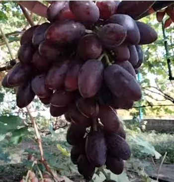 Саженцы столового и винного винограда с хорошими корнями- фото № 4