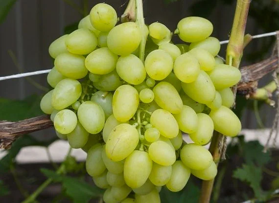 Купити саджанці винограду - найкращі сорти винограду поштою по Україні- фото № 12