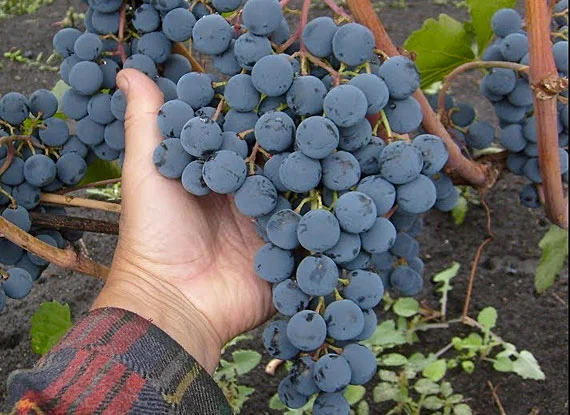 Купити саджанці винограду - найкращі сорти винограду поштою по Україні- фото № 9