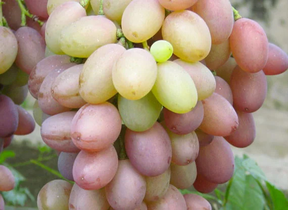 Купити саджанці винограду - найкращі сорти винограду поштою по Україні- фото № 8