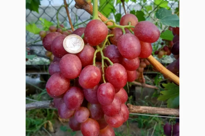 Еталонні саджанці районованих сортів винограду- фото № 1
