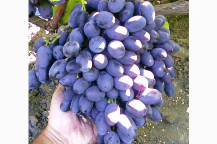 Еталонні саджанці районованих сортів винограду- фото № 2