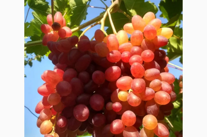 Еталонні саджанці районованих сортів винограду- фото № 3