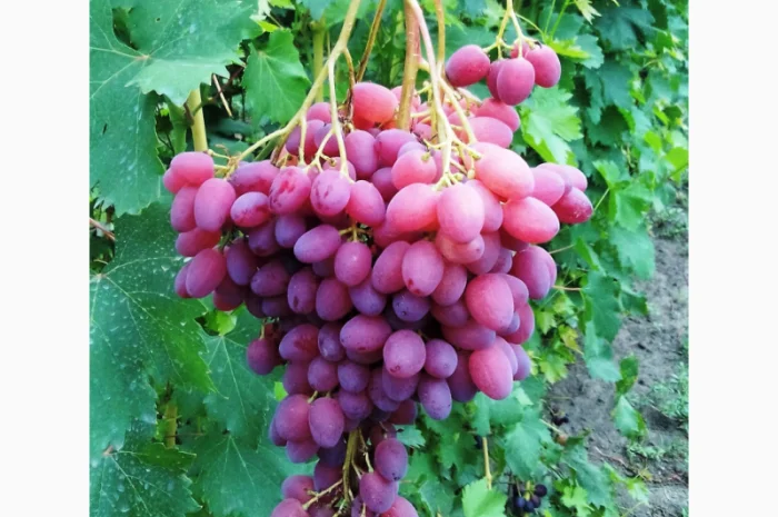 Еталонні саджанці районованих сортів винограду- фото № 4