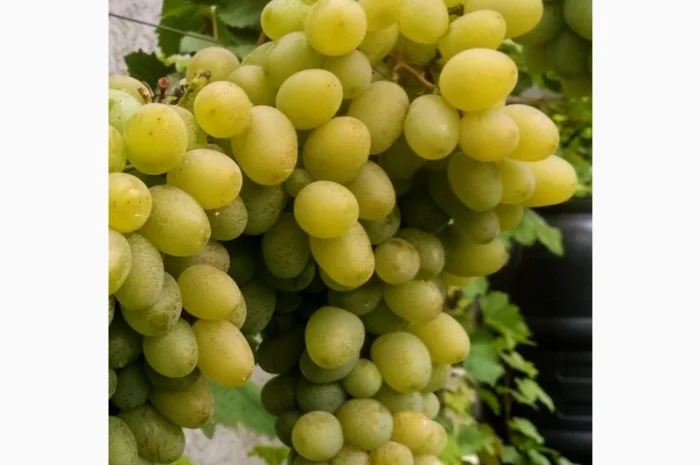 Еталонні саджанці районованих сортів винограду- фото № 1