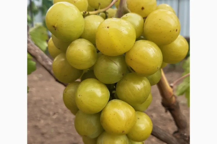 Еталонні саджанці районованих сортів винограду- фото № 6