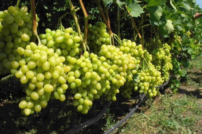 Саджанці винограду оптом від виробника.Доставка по Україні.50 грн- фото № 1