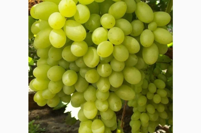 Саджанці винограду оптом від виробника.Доставка по Україні.50 грн- фото № 4