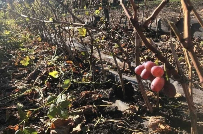 Саджанці винограду оптом- фото № 1