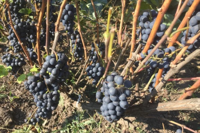 Продам саженцы технического(винного) винограда Пино Нуар в г.Сумы- фото № 1