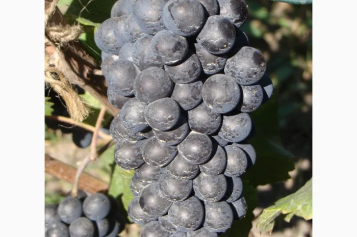 Продам саженцы технического(винного) винограда Пино Нуар в г.Сумы- фото № 3