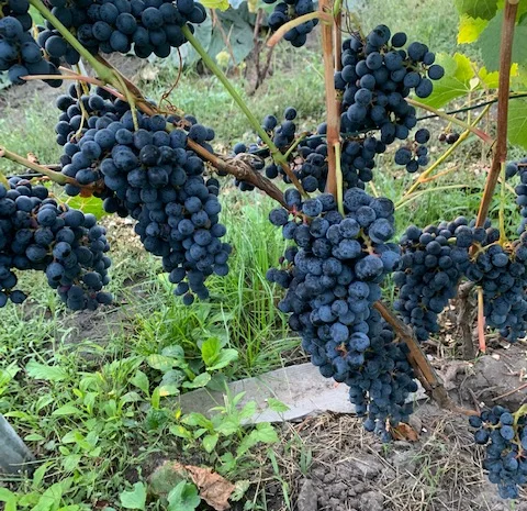 Продам вегетирующие корнесобственные саженцы винограда винных сортов- фото № 1