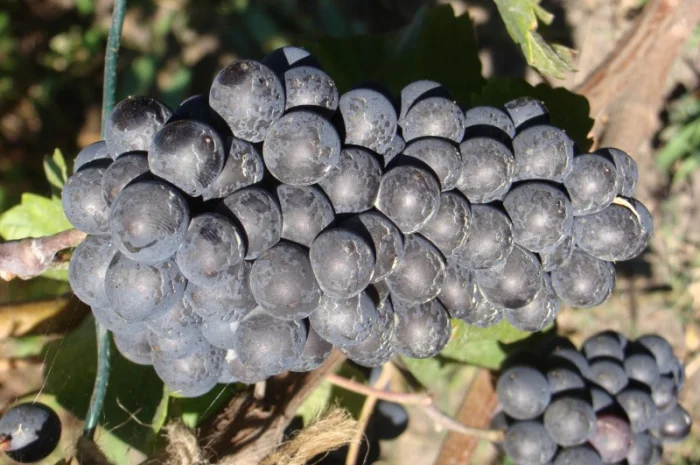 Продам вегетирующие корнесобственные саженцы винограда винных сортов- фото № 2