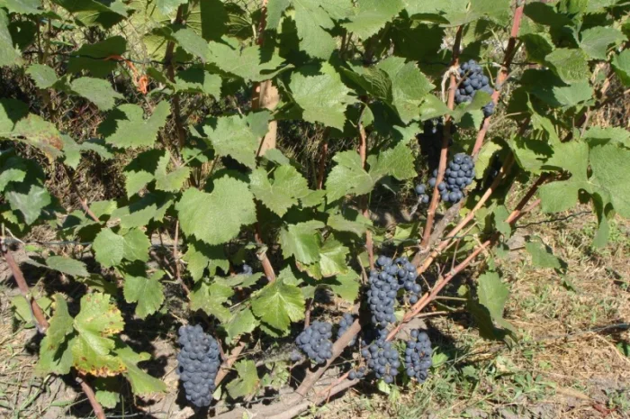 Продам вегетирующие корнесобственные саженцы винограда винных сортов- фото № 3