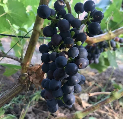 Продам вегетирующие корнесобственные саженцы винограда винных сортов- фото № 4