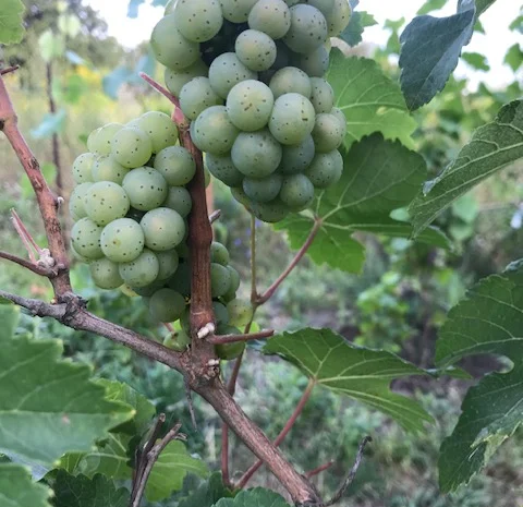 Продам вегетирующие корнесобственные саженцы винограда винных сортов- фото № 6