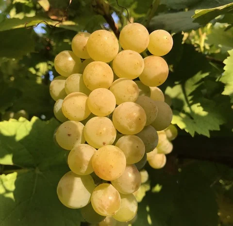 Продам вегетирующие корнесобственные саженцы винограда винных сортов- фото № 7