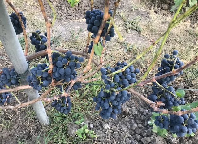 Продам вегетирующие корнесобственные саженцы винограда винных сортов- фото № 8