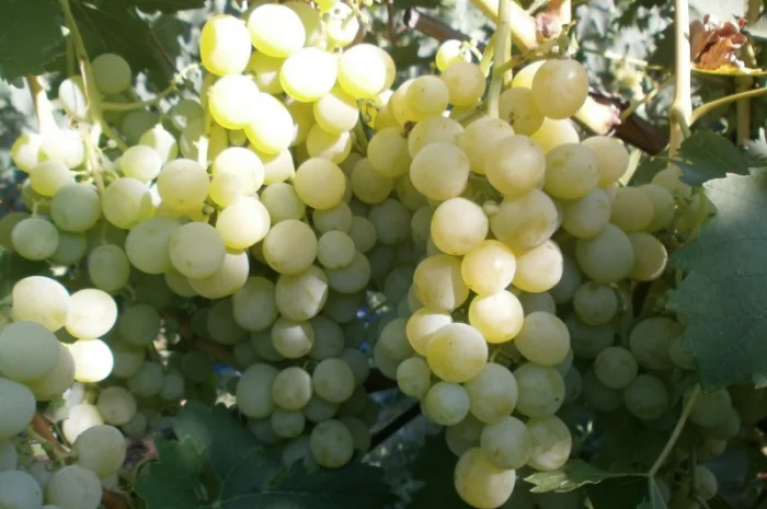 Продам саженцi та черенки винограда- фото № 10