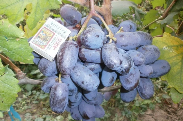 Продам саженцi та черенки винограда- фото № 11