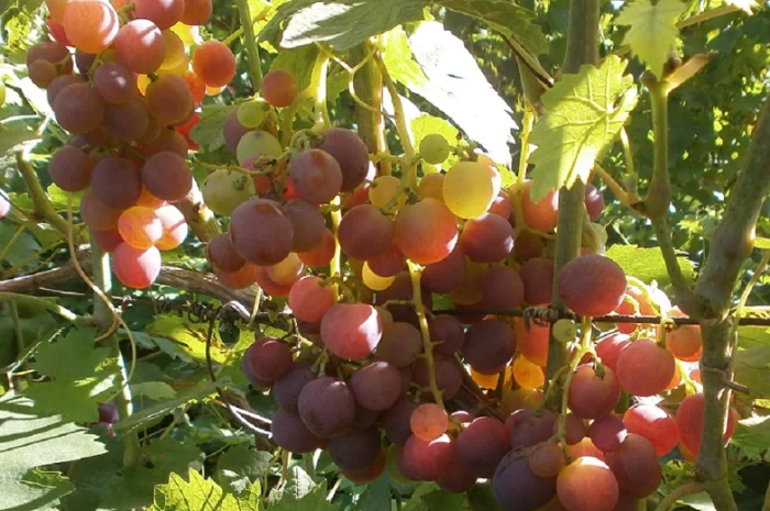 Продам саженцi та черенки винограда- фото № 2