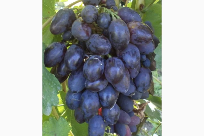 Продам саженцi та черенки винограда- фото № 3