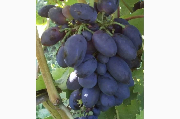 Продам саженцi та черенки винограда- фото № 4