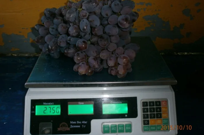 Продам саженцi та черенки винограда- фото № 5