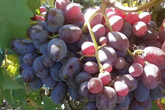 Продам саженцi та черенки винограда- фото № 7