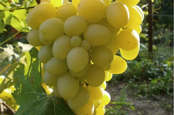 Продам саженцi та черенки винограда- фото № 8