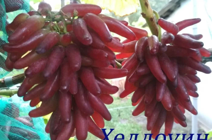 Продам черенки винограда. Кишмиші та столові форми- фото № 1