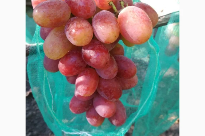 Продам черенки винограда. Кишмиші та столові форми- фото № 10