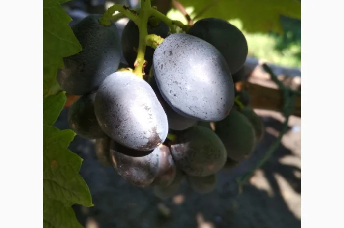 Продам черенки винограда. Кишмиші та столові форми- фото № 11