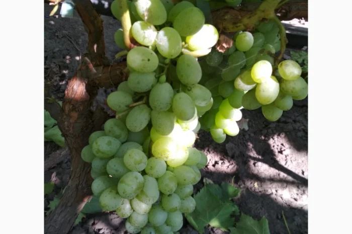 Продам черенки винограда. Кишмиші та столові форми- фото № 12