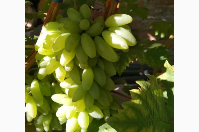 Продам черенки винограда. Кишмиші та столові форми- фото № 13