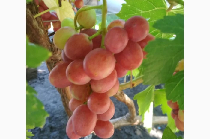 Продам черенки винограда. Кишмиші та столові форми- фото № 14