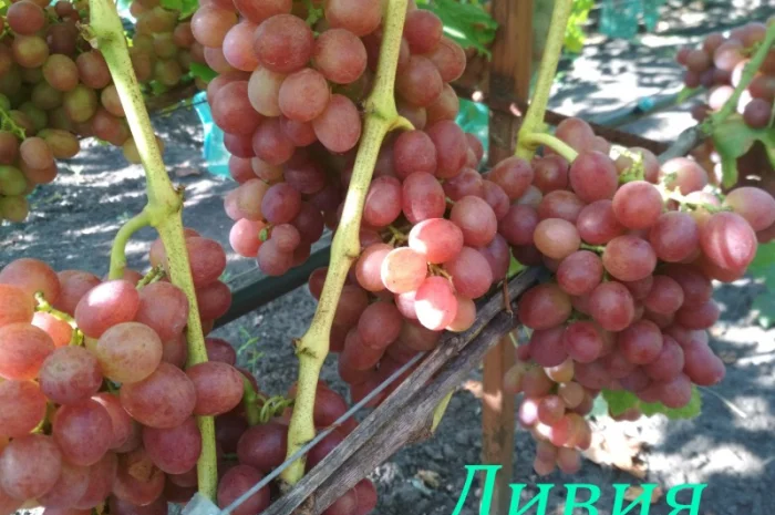 Продам черенки винограда. Кишмиші та столові форми- фото № 15