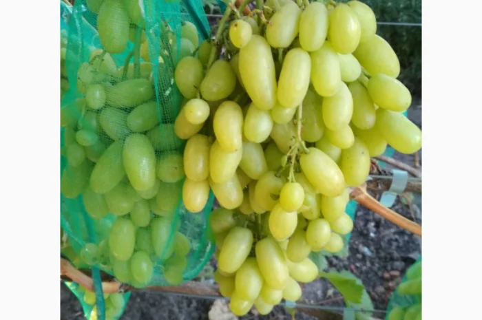 Продам черенки винограда. Кишмиші та столові форми- фото № 2