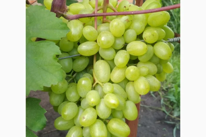 Продам черенки винограда. Кишмиші та столові форми- фото № 4