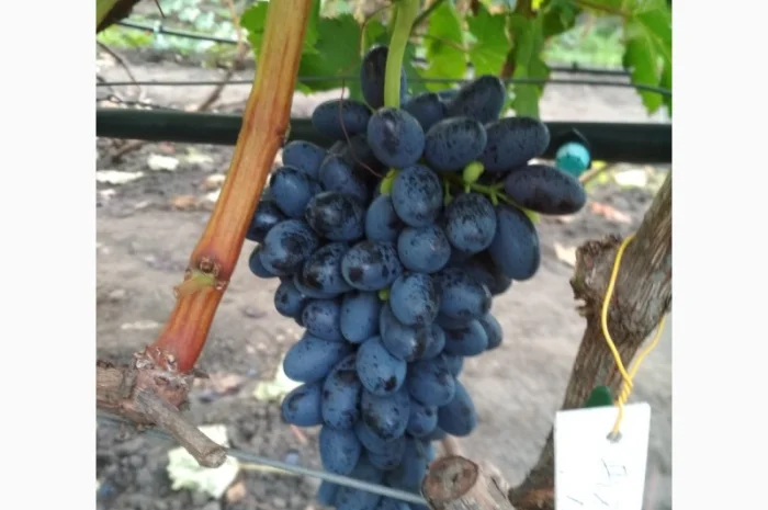 Продам черенки винограда. Кишмиші та столові форми- фото № 5