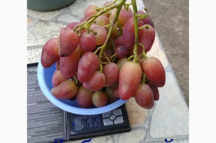 Продам черенки винограда. Кишмиші та столові форми- фото № 6