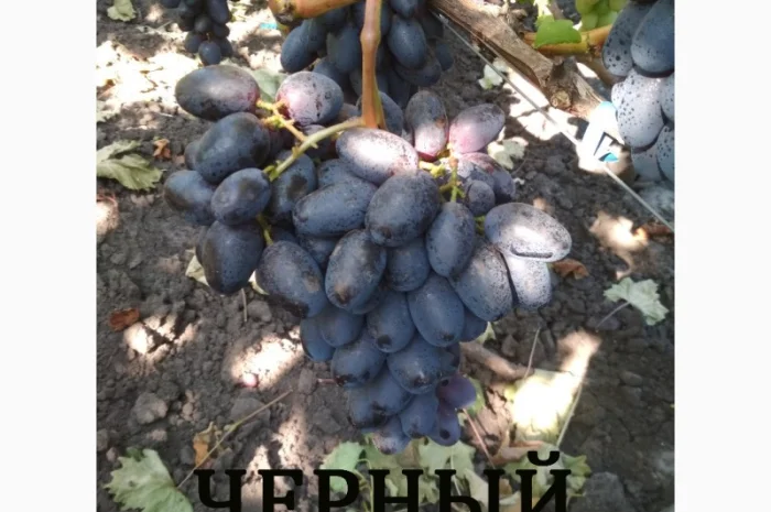 Продам черенки винограда. Кишмиші та столові форми- фото № 7